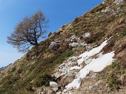 Al Rifugio Capanna 2000 ad anello: neve in scioglimento, fiori in crescita ! 30apr24- FOTOGALLERY